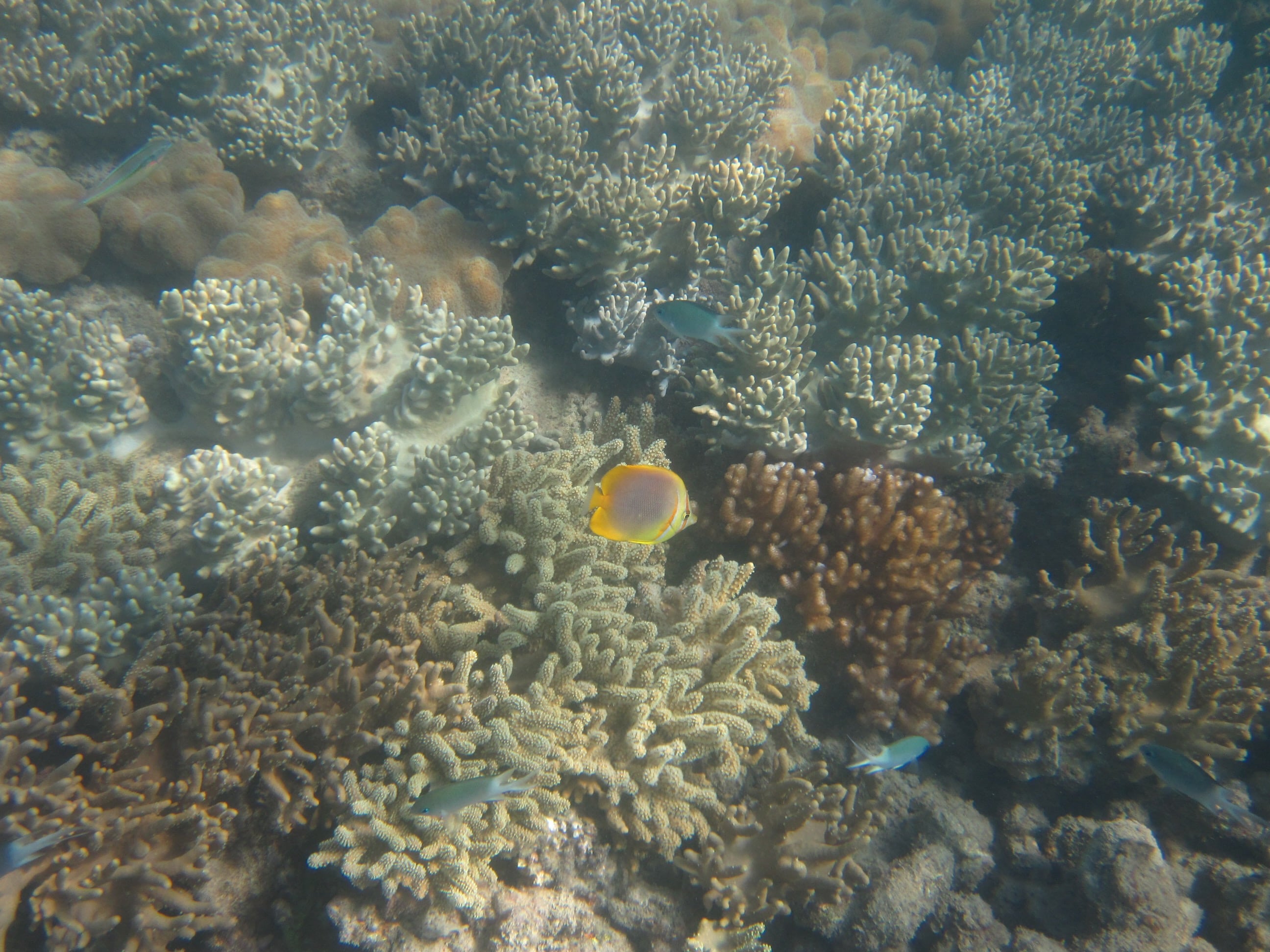 Goldstreifen-Falterfisch